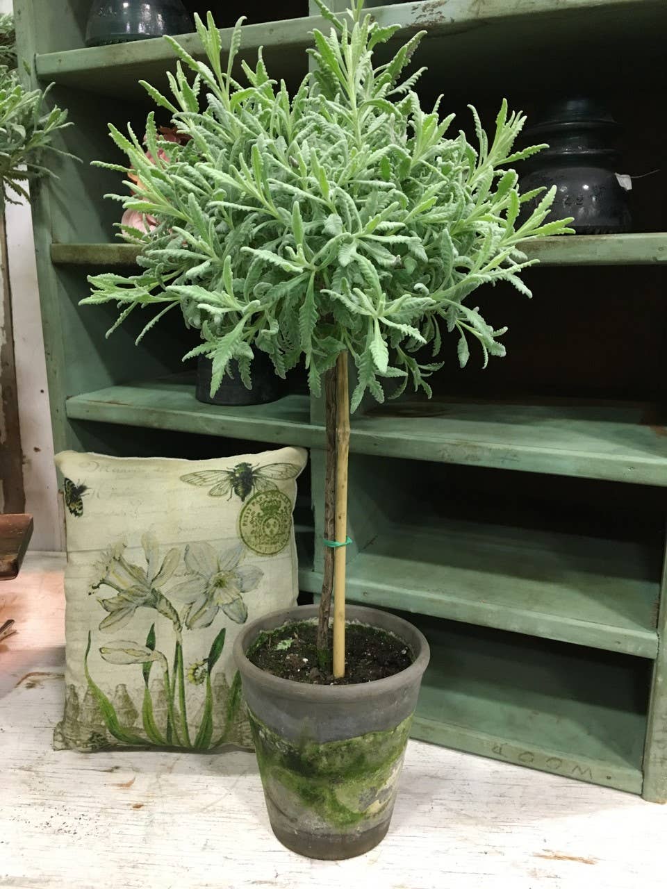 Live Plants- Goodwin Creek Lavender (local pick up)