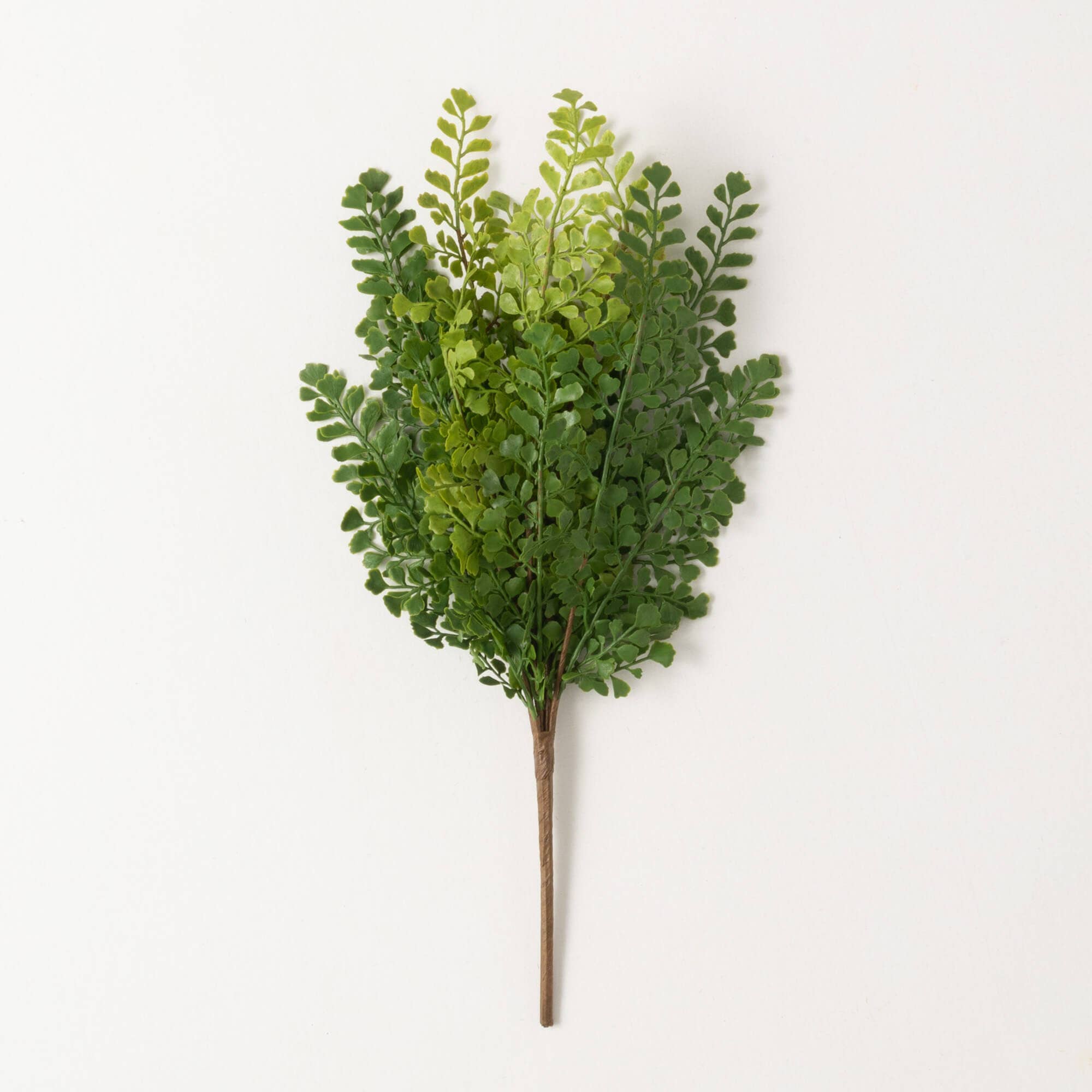 Maidenhair Bush