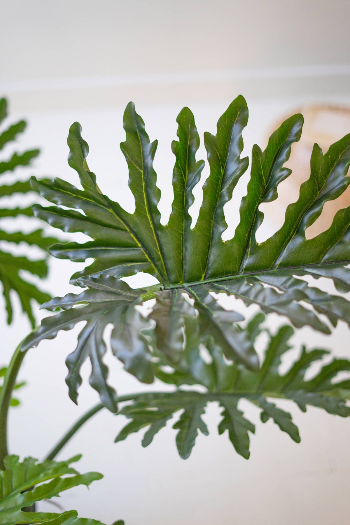 Botanica Split Leaf Philodendron