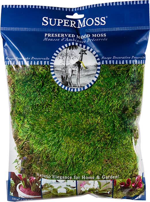 Mood Moss Preserved