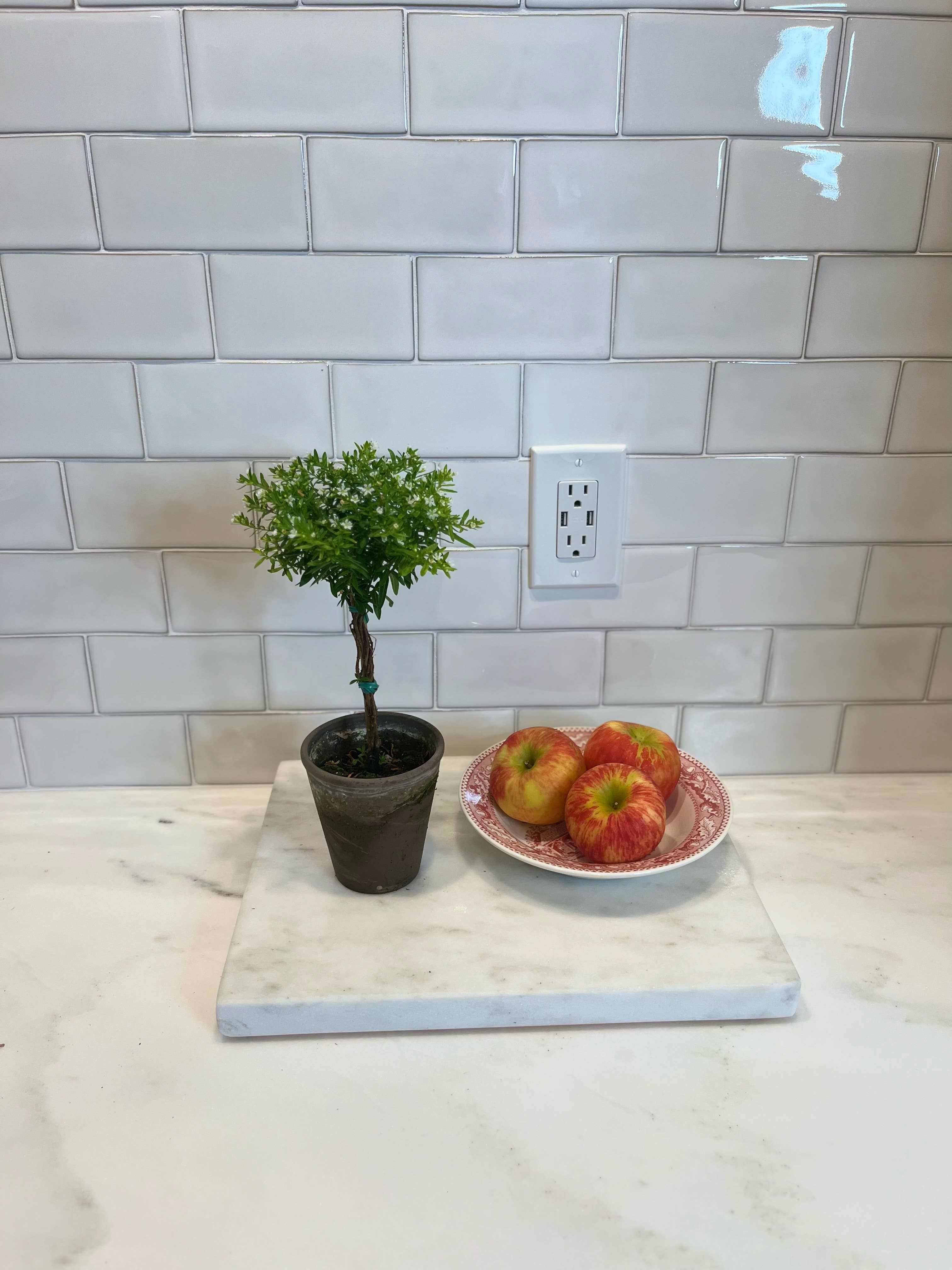 Live White Mexican Heather Topiary in 4 inch pot