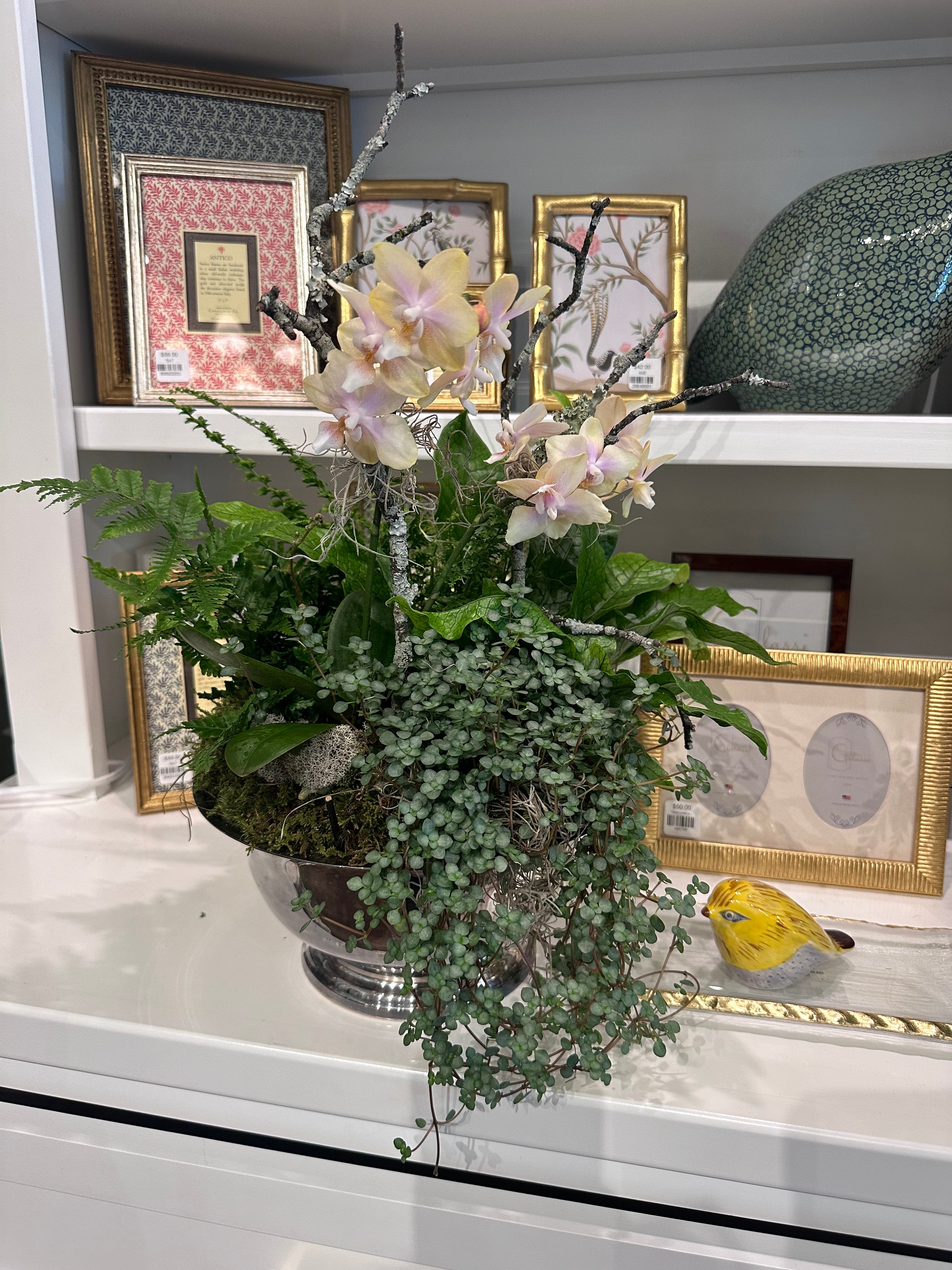 Orchid Arrangement in Silver Planter