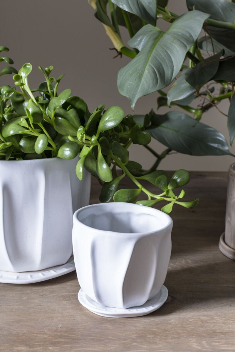 Draken Pot with Saucer