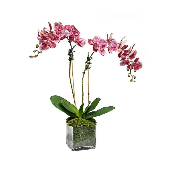 Striped Orchid 5" Glass Cube