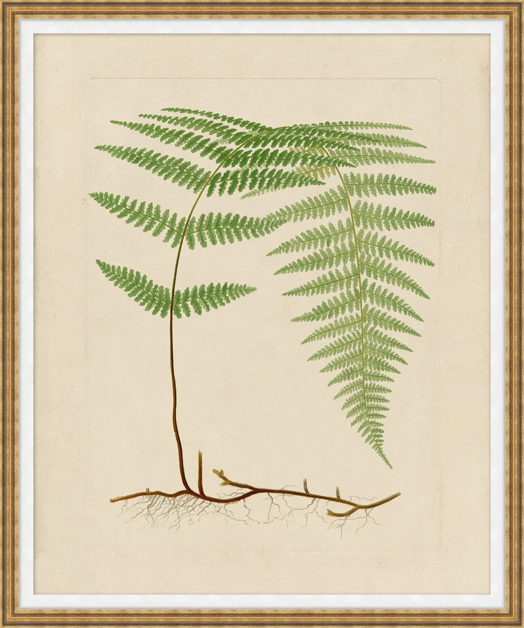 Verdant Form