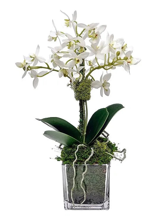 Miniature White Orchid in 3" cube