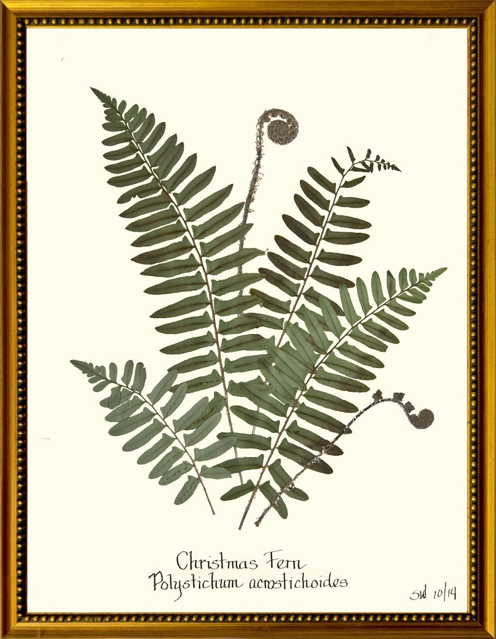 Fern Botanicals