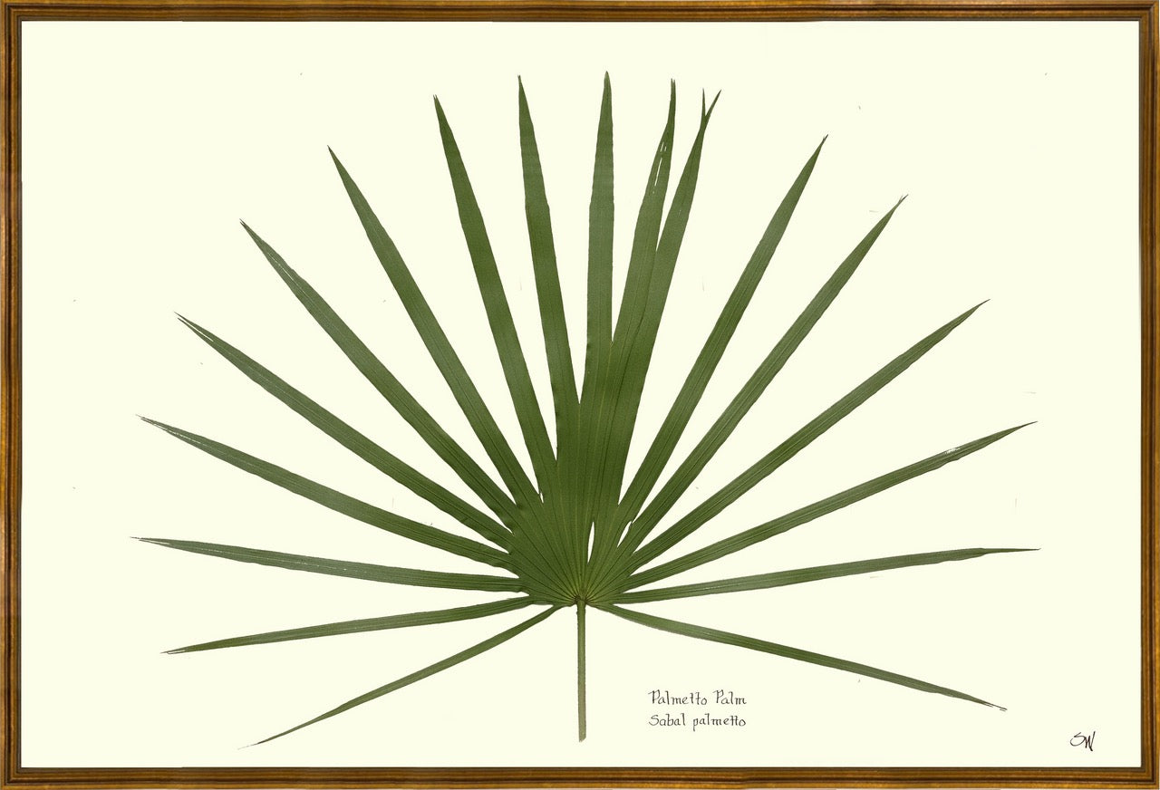 Palmetto Palm