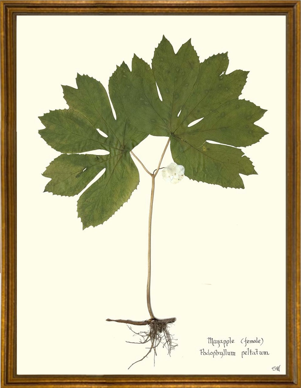 Mayapple Botanical