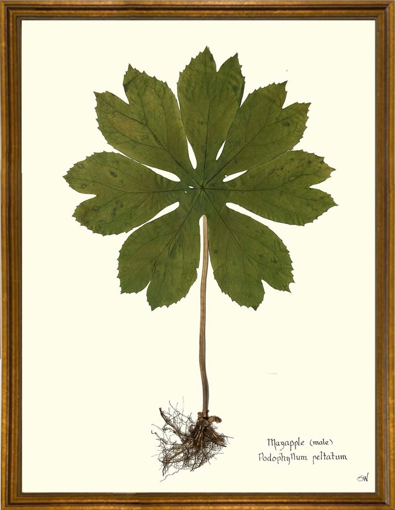 Mayapple Botanical