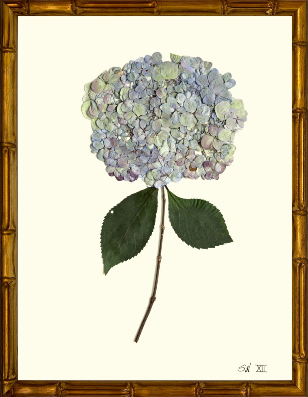 Hydrangeas 8x10 Framed