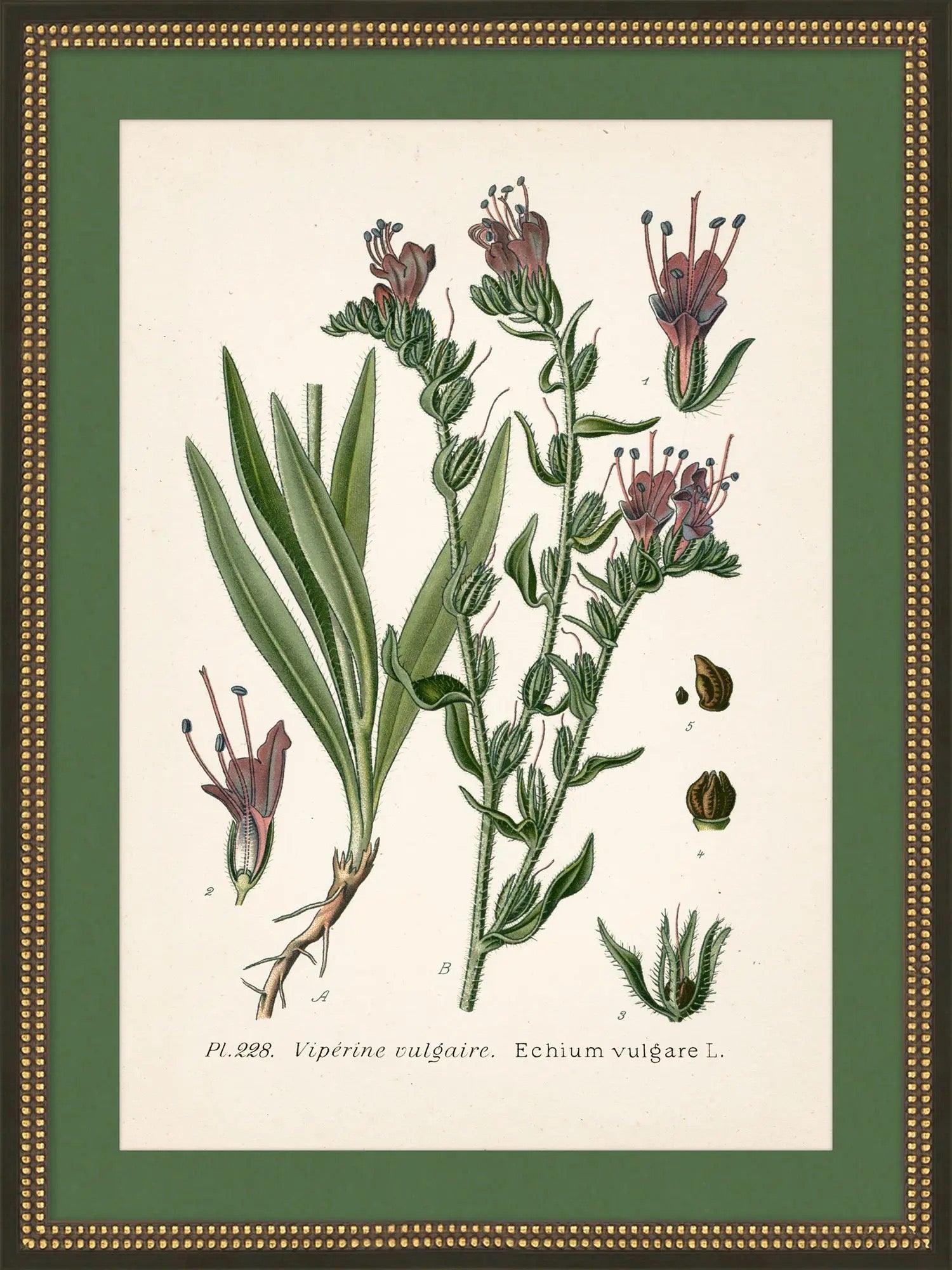 Wildflower Study