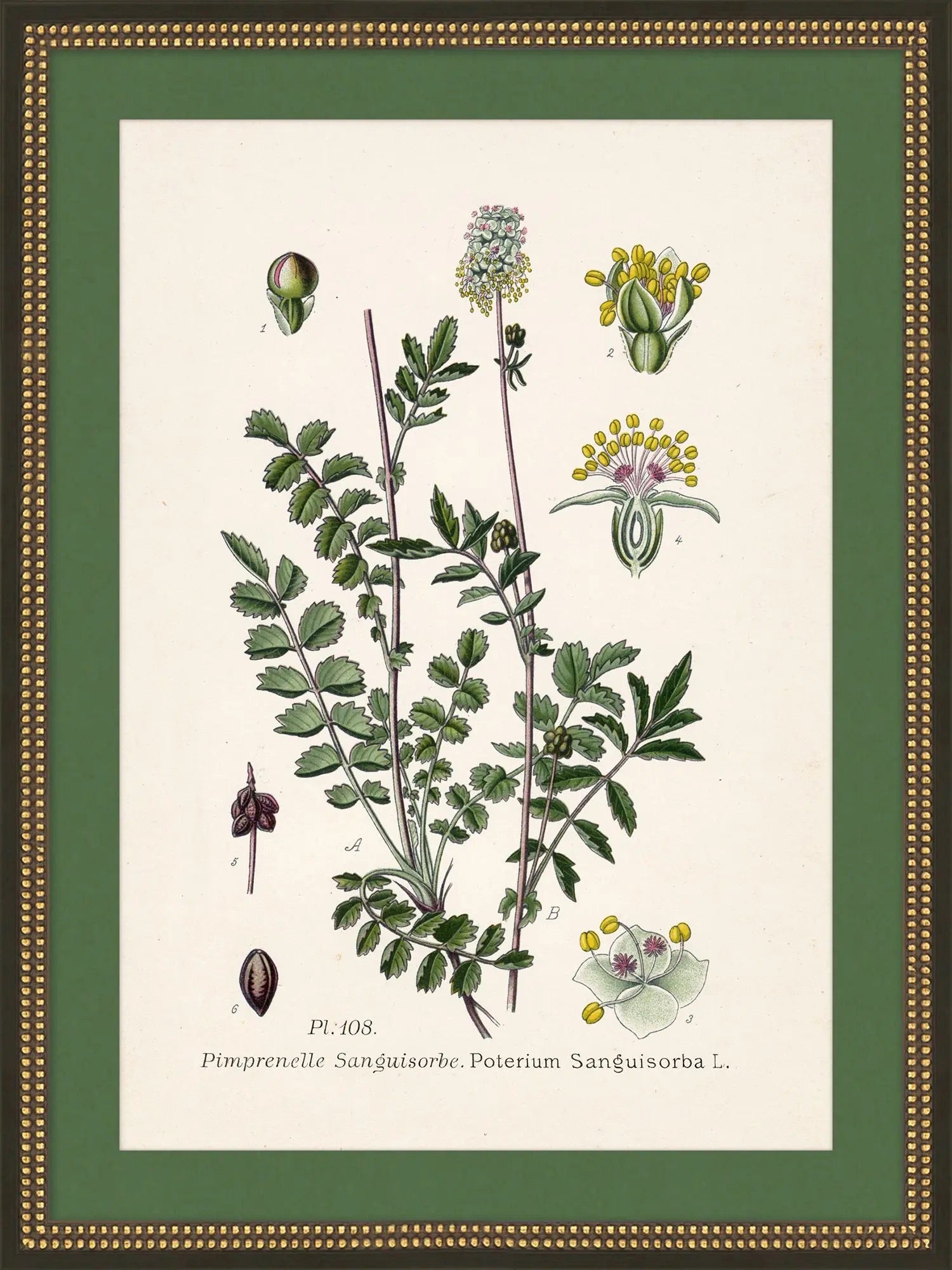 Wildflower Study