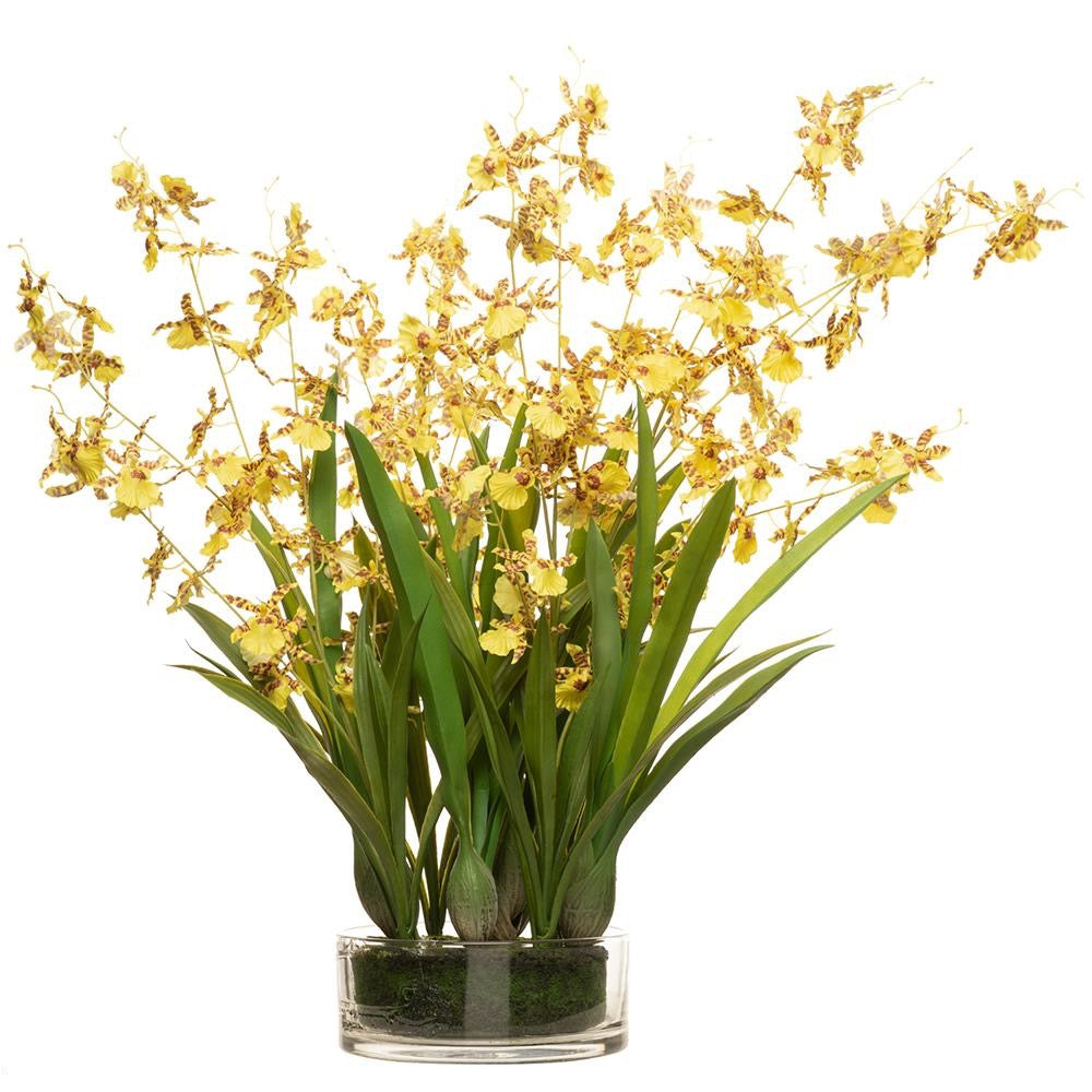 29" Oncidium Orchid Plant in Glass Vase Yellow