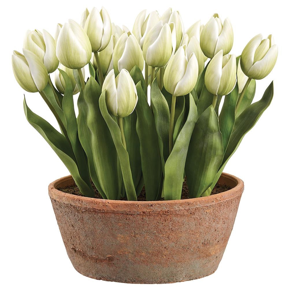 15" Tulip in Aged Clay Pot