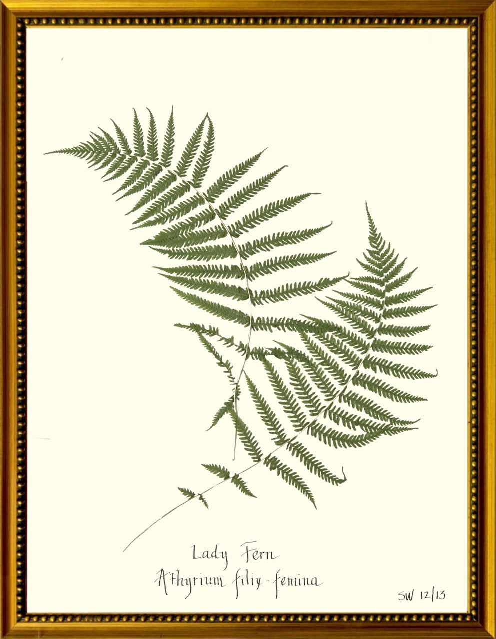 Fern Botanicals