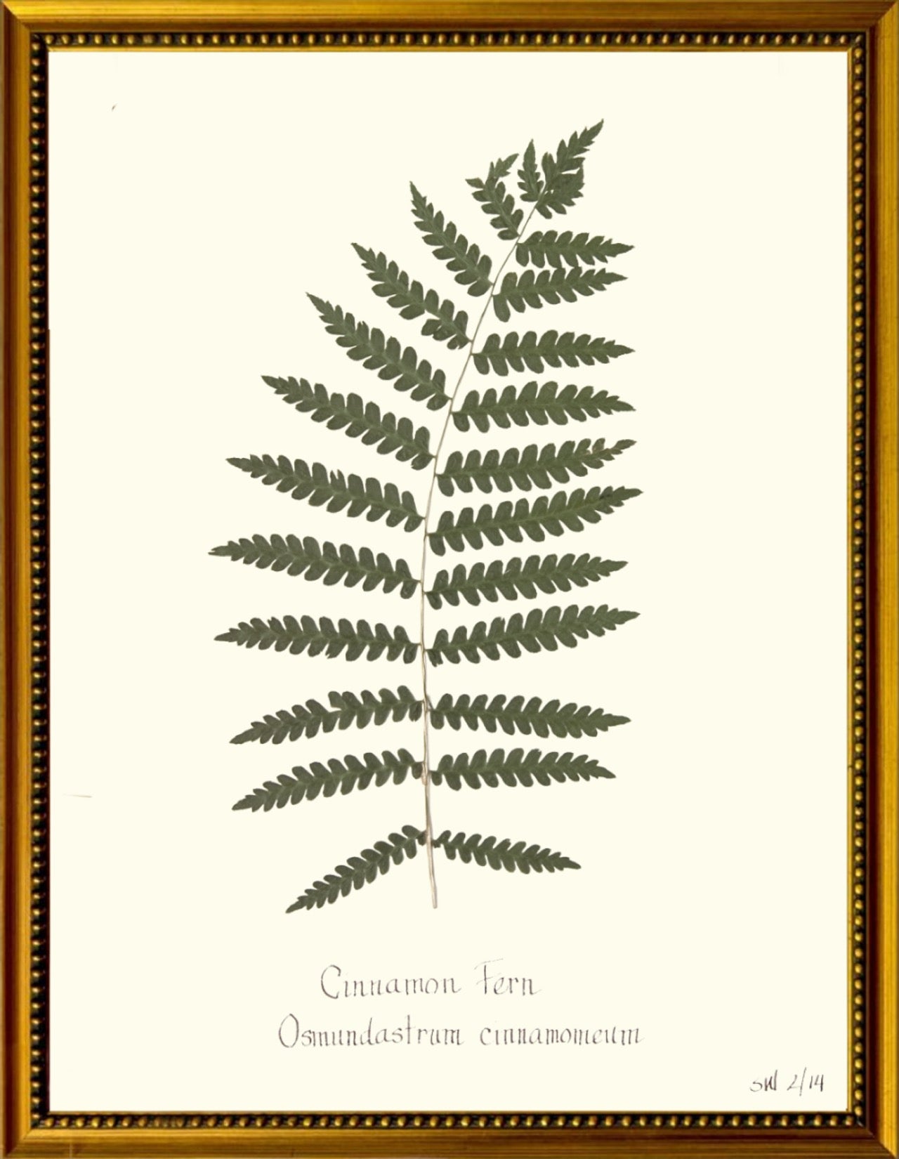 Fern Botanicals