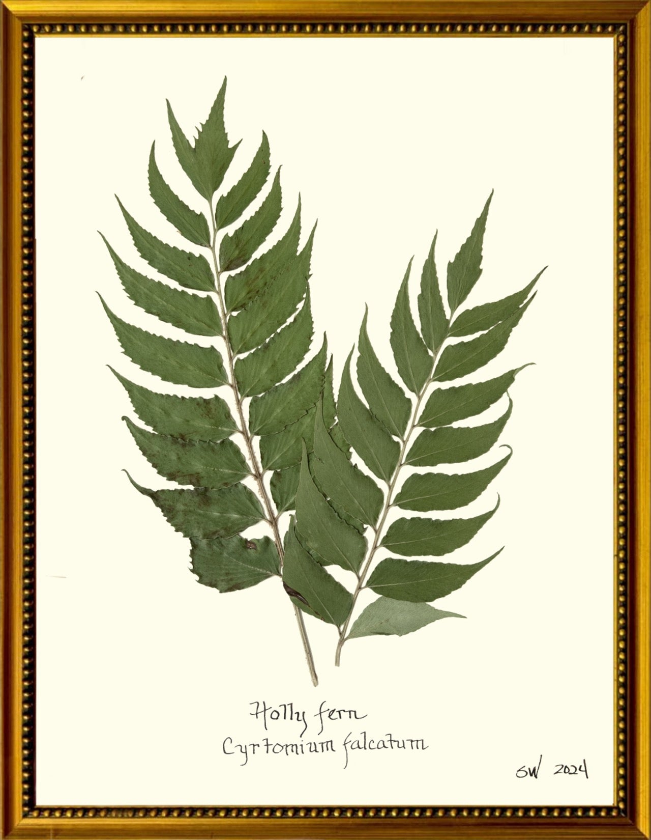 Fern Botanicals