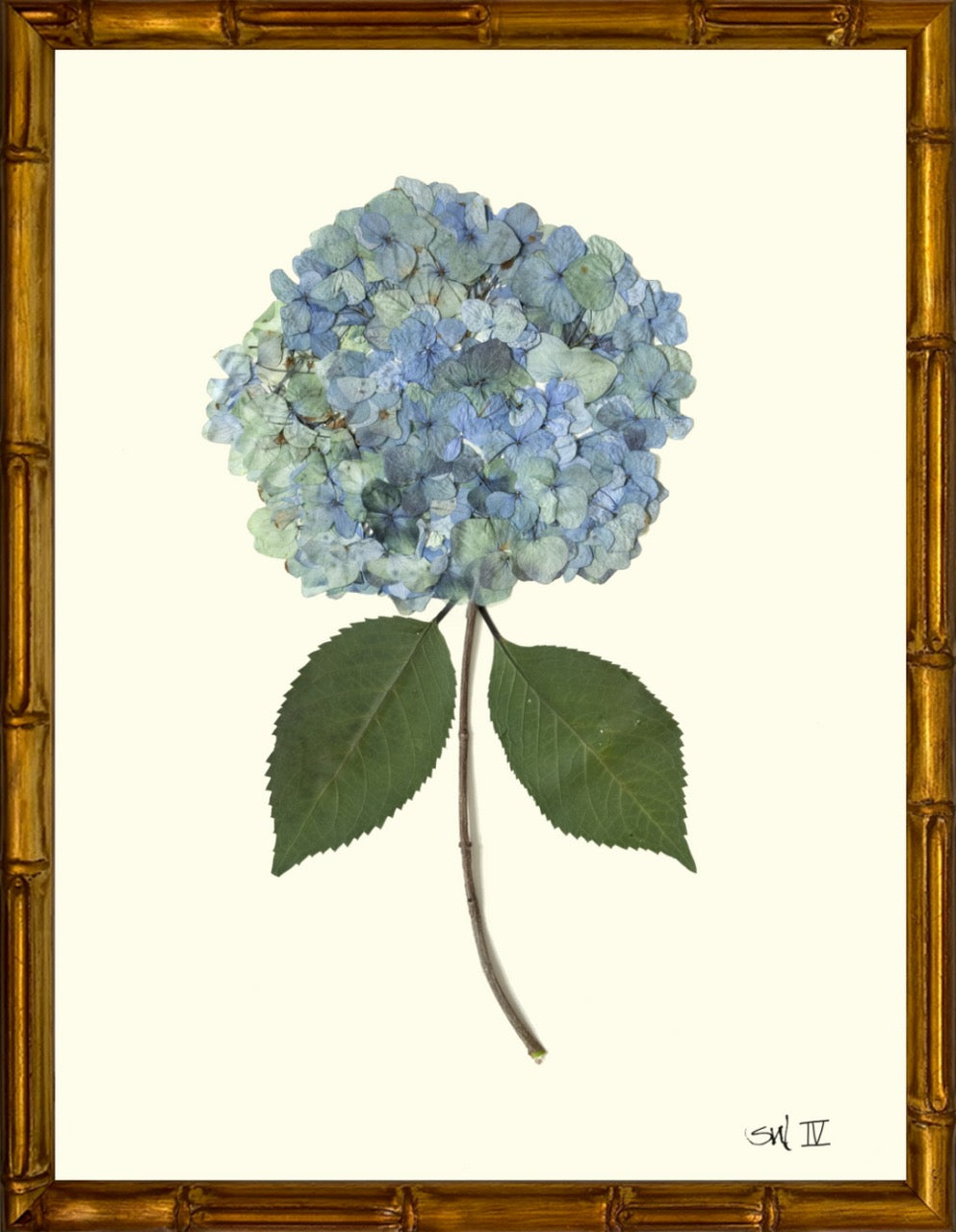 Hydrangeas 8x10 Framed