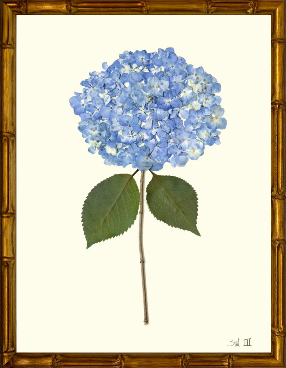 Hydrangeas 8x10 Framed