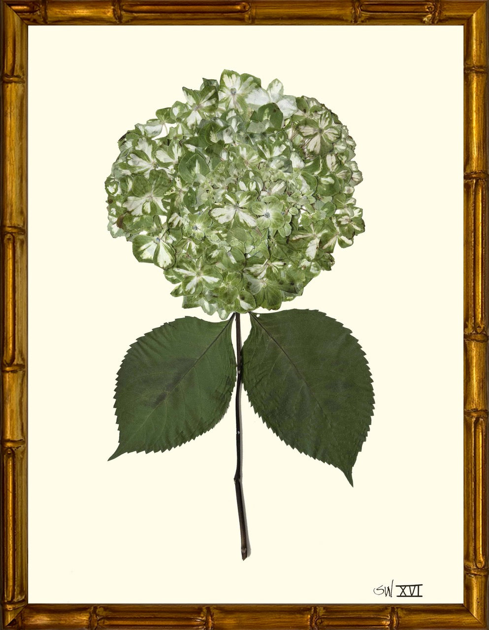 Hydrangeas 8x10 Framed