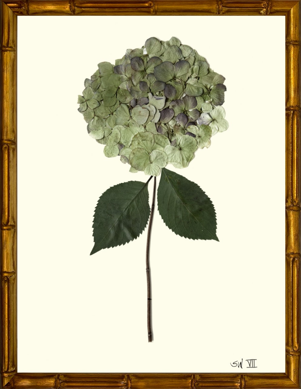 Hydrangeas 8x10 Framed