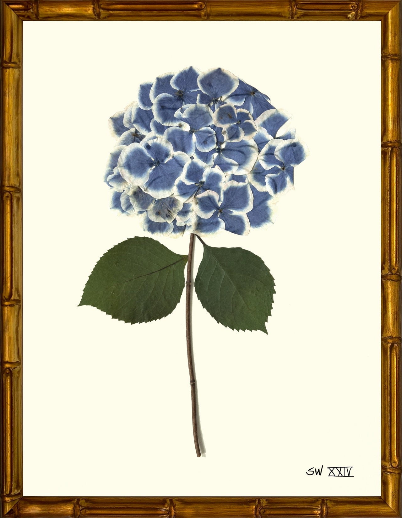 Hydrangeas 8x10 Framed