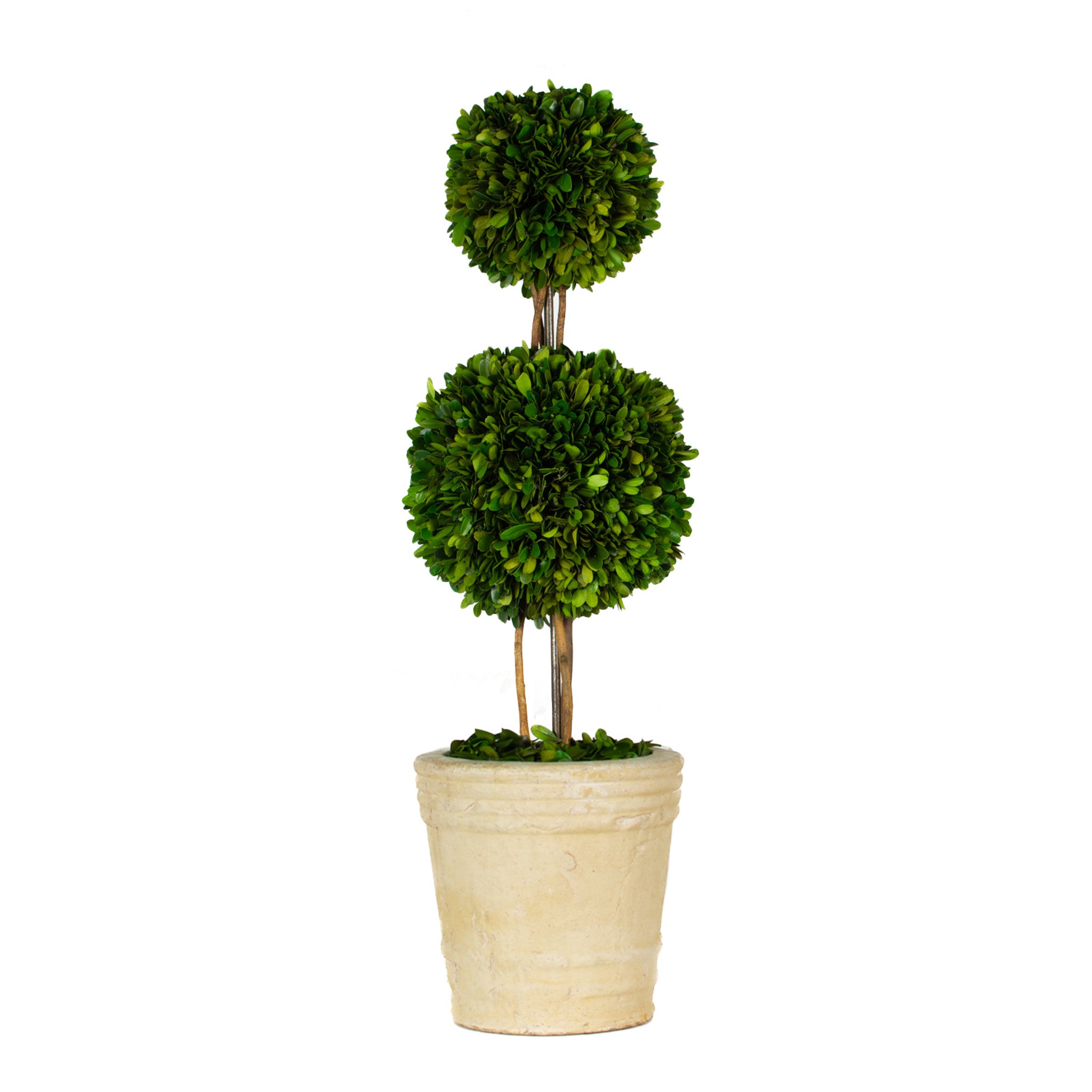 Double Ball 20" Boxwood Topiary