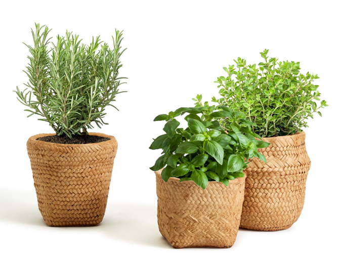 Basket Pattern Planter