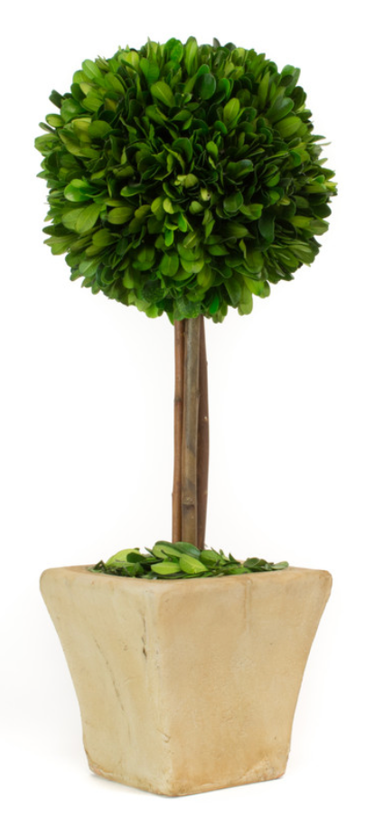 PRESERVED BOXWOOD 6 X 16" SQUARE POT TOPIARY