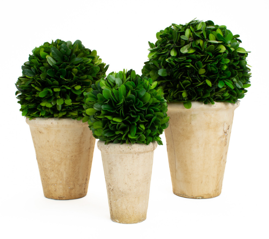 Preserved Boxwood Balls in Pots
