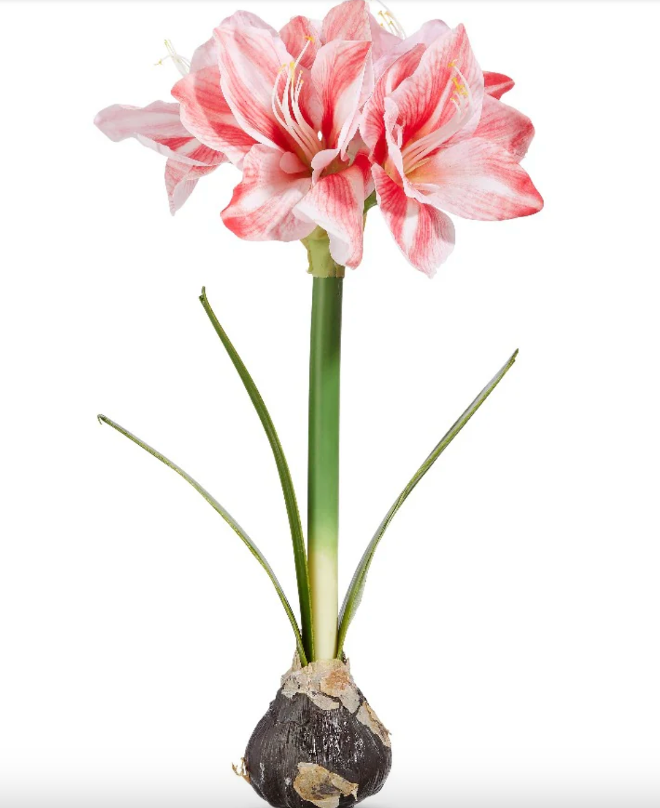19" Real Touch Amaryllis Bulb