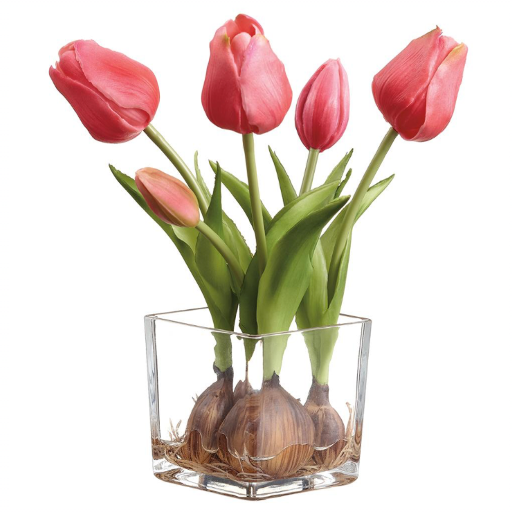 Tulip With Bulb In Glass Vase
