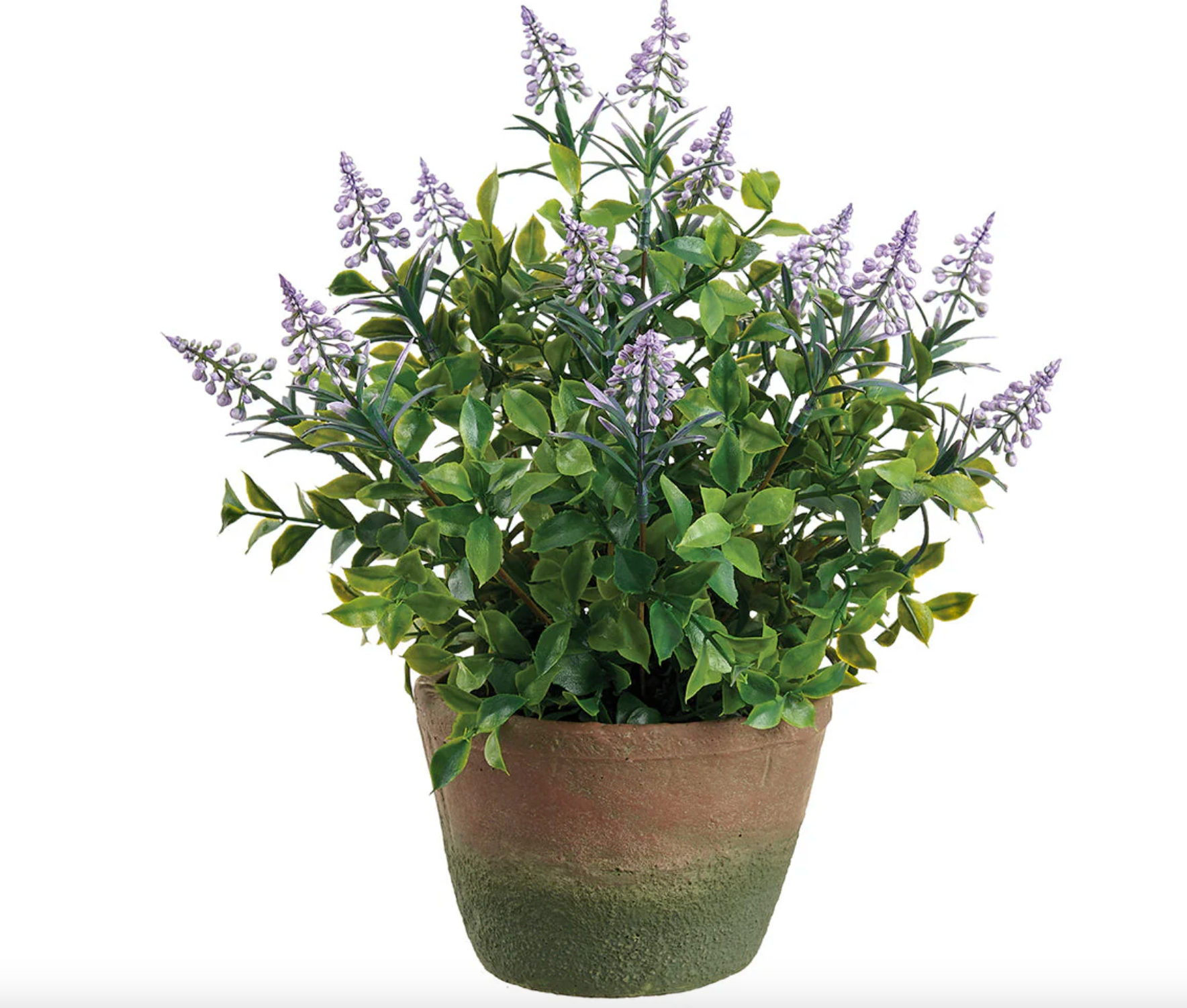 15" Muscari in Cement Pot