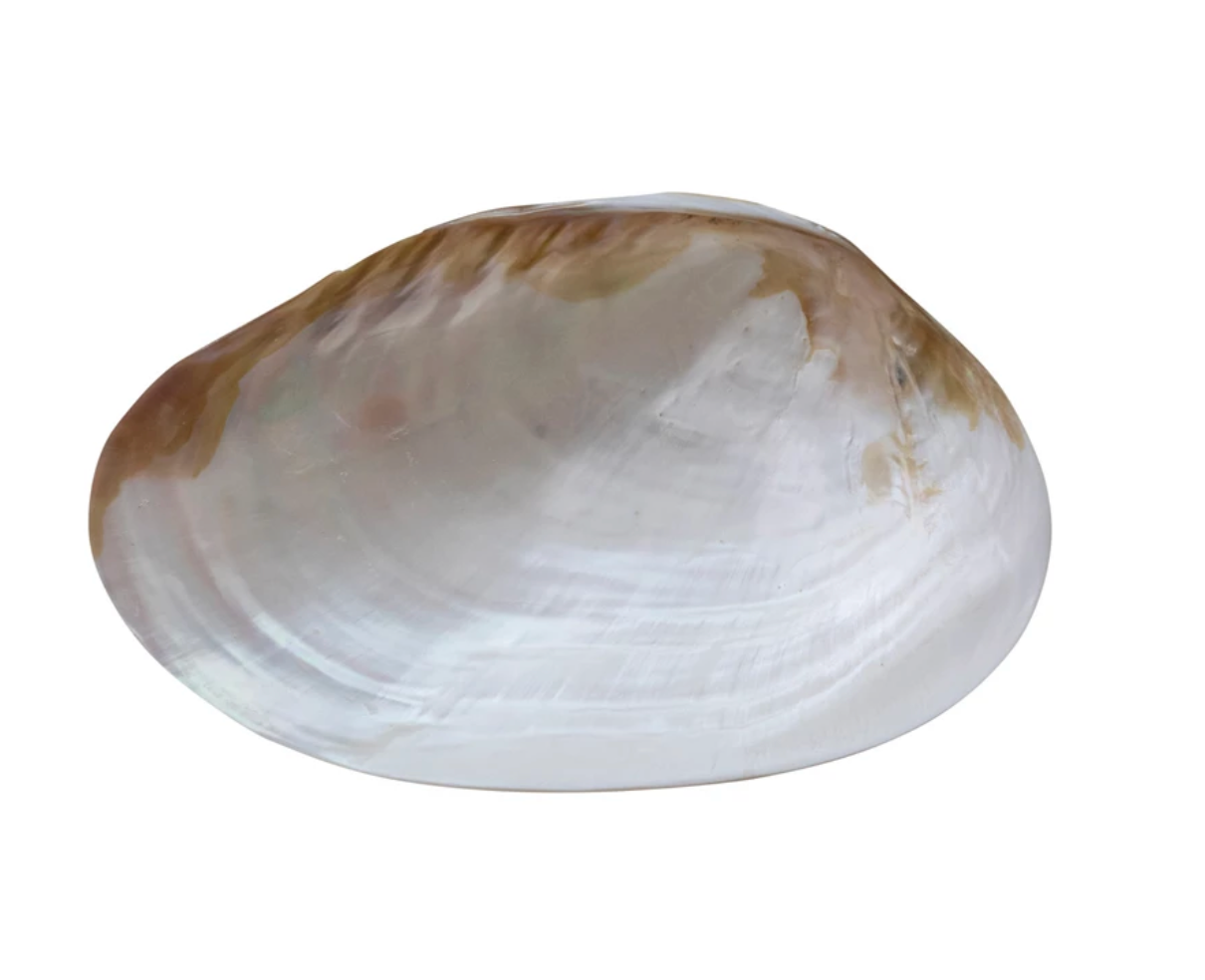 Decorative Natural Shell Footed Dish