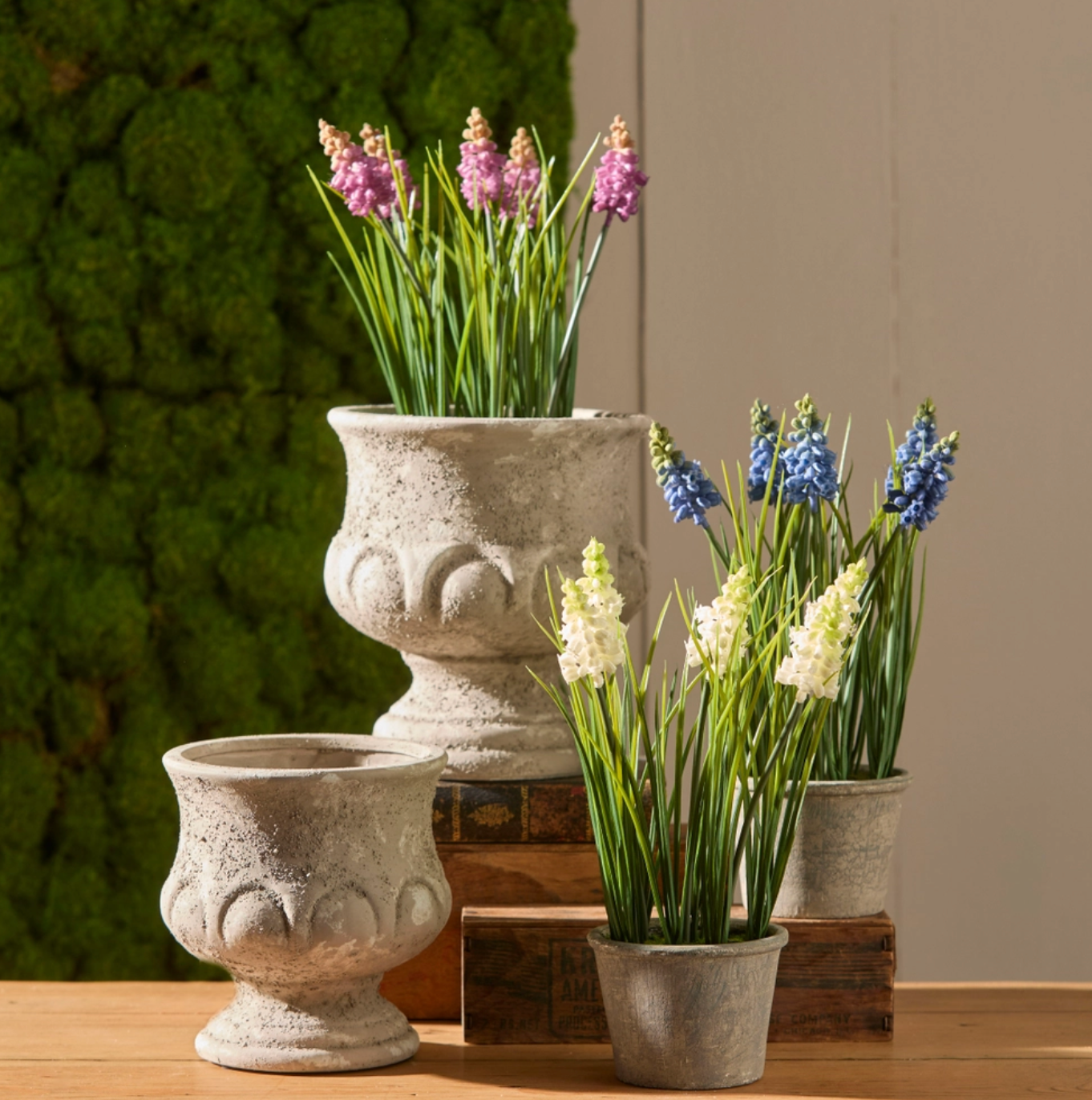 Potted Hyacinth
