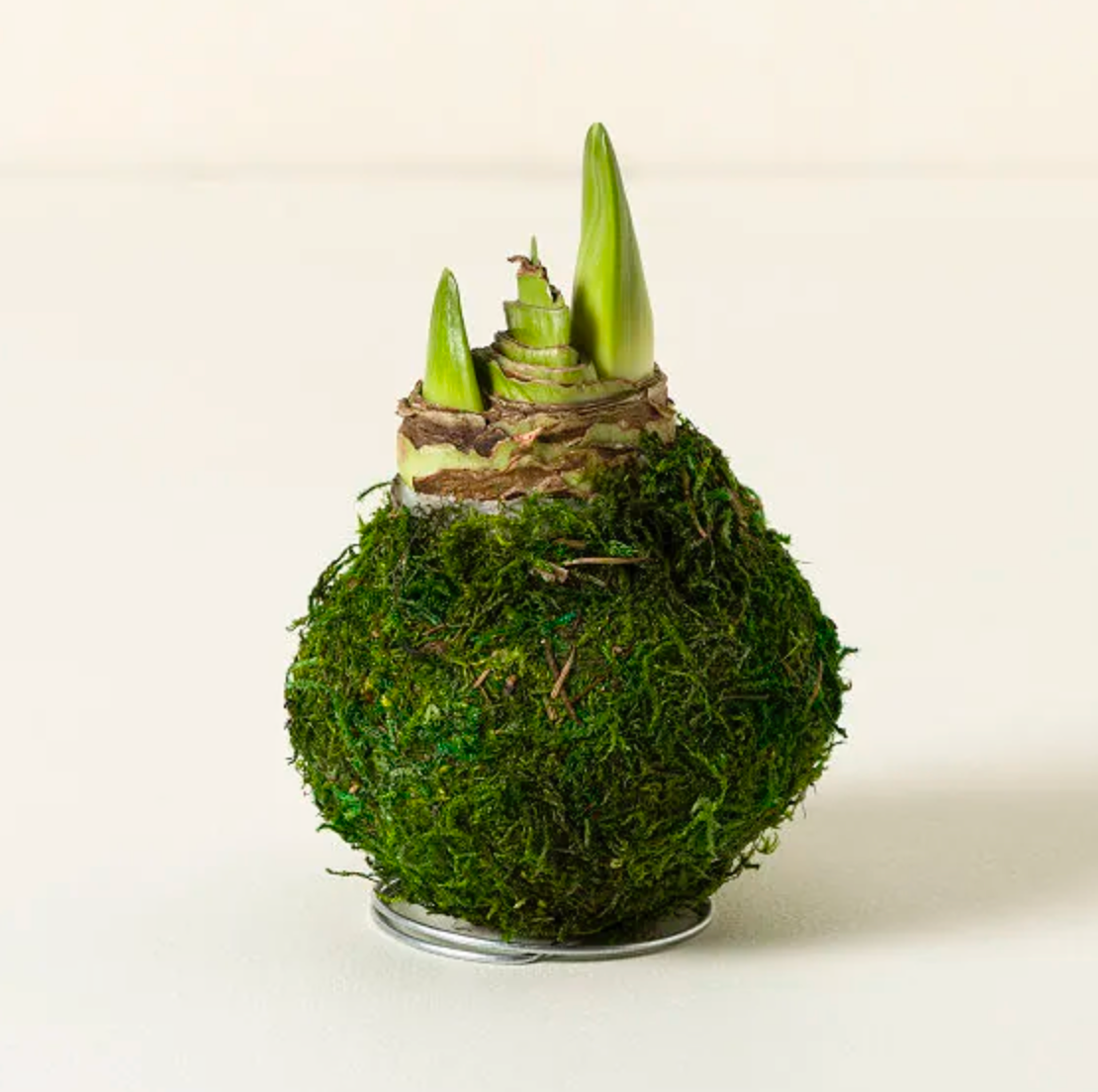 Blooming Amaryllis Waxed Bulb