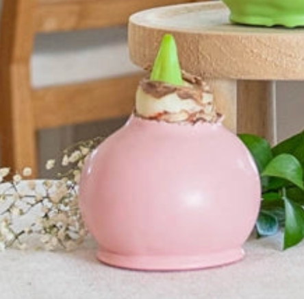 Blooming Amaryllis Waxed Bulb