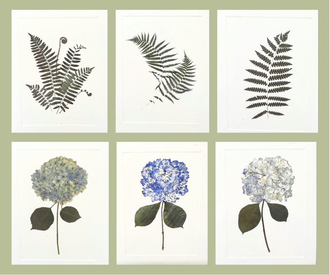 Assorted Notecard Box (Hydrangeas and Ferns)