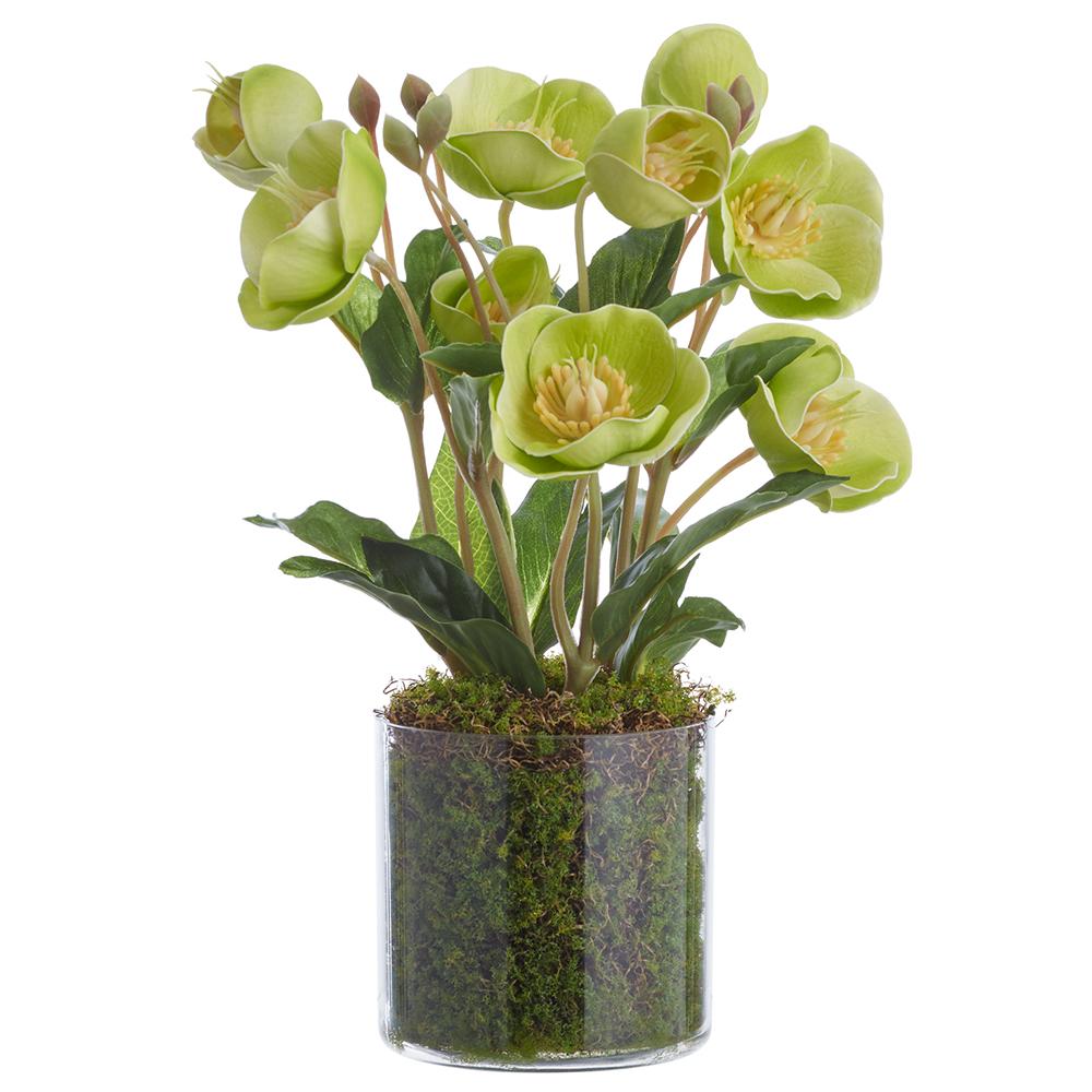 11" Helleborus In Plastic Vase