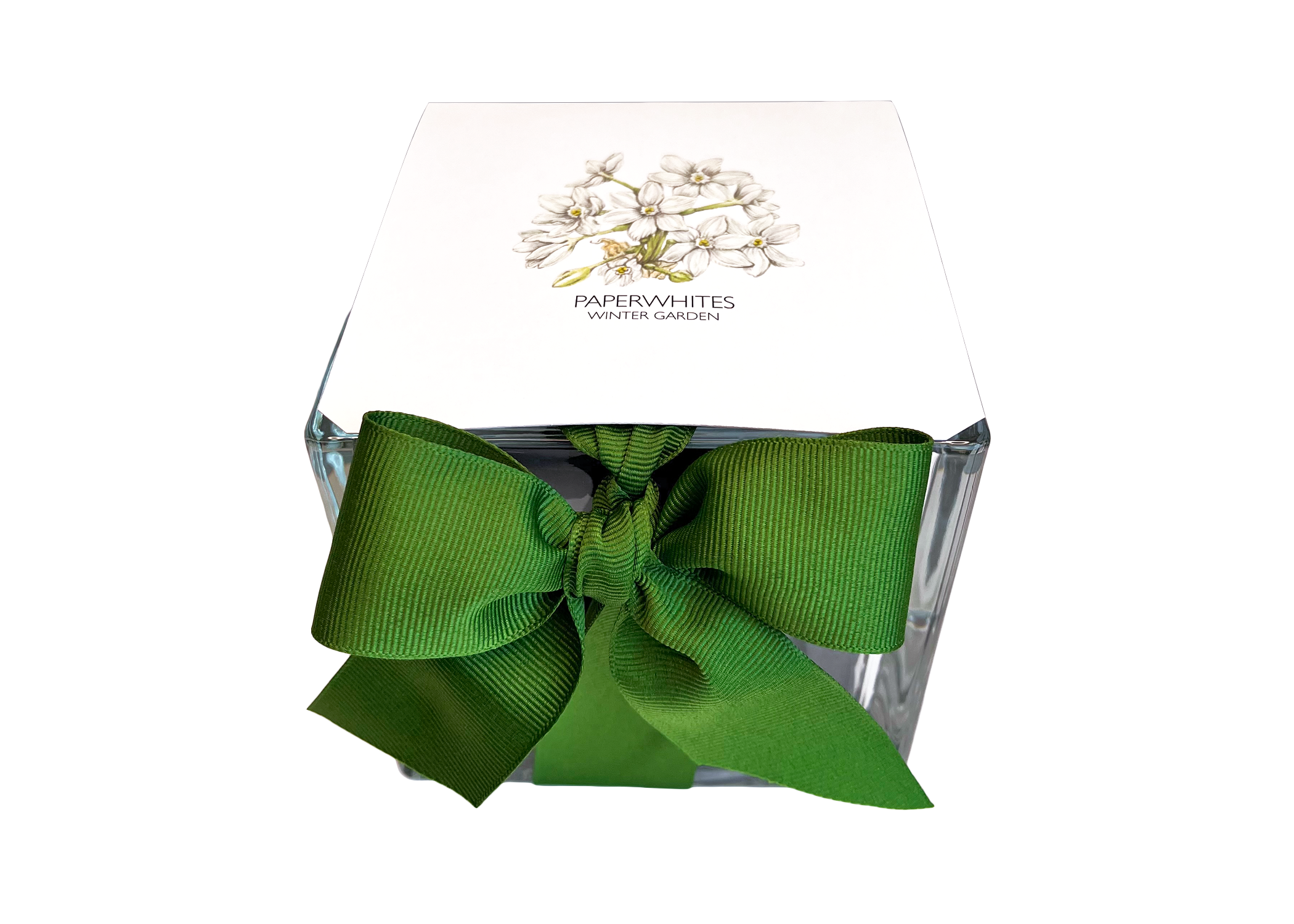 Paperwhites Winter Garden | Christmas gift | Best Seller