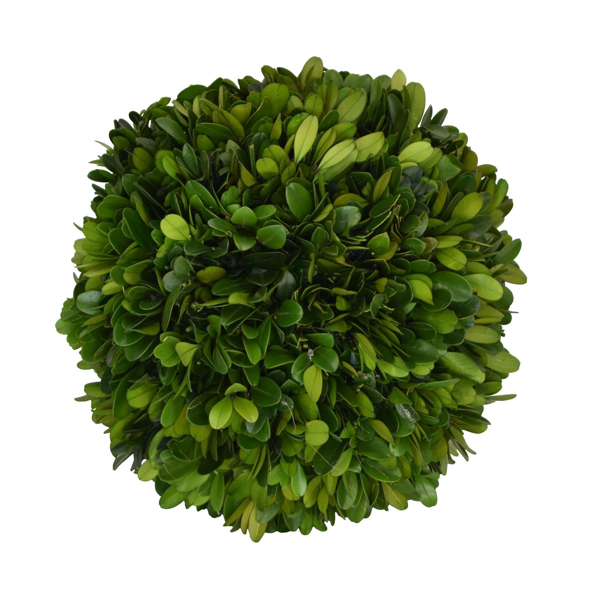Mills Floral 4" Boxwood Ball