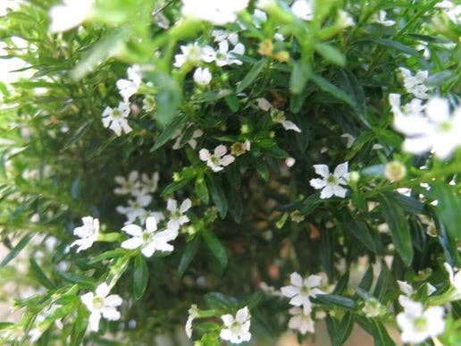 Live White Mexican Heather Topiary in 4 inch pot