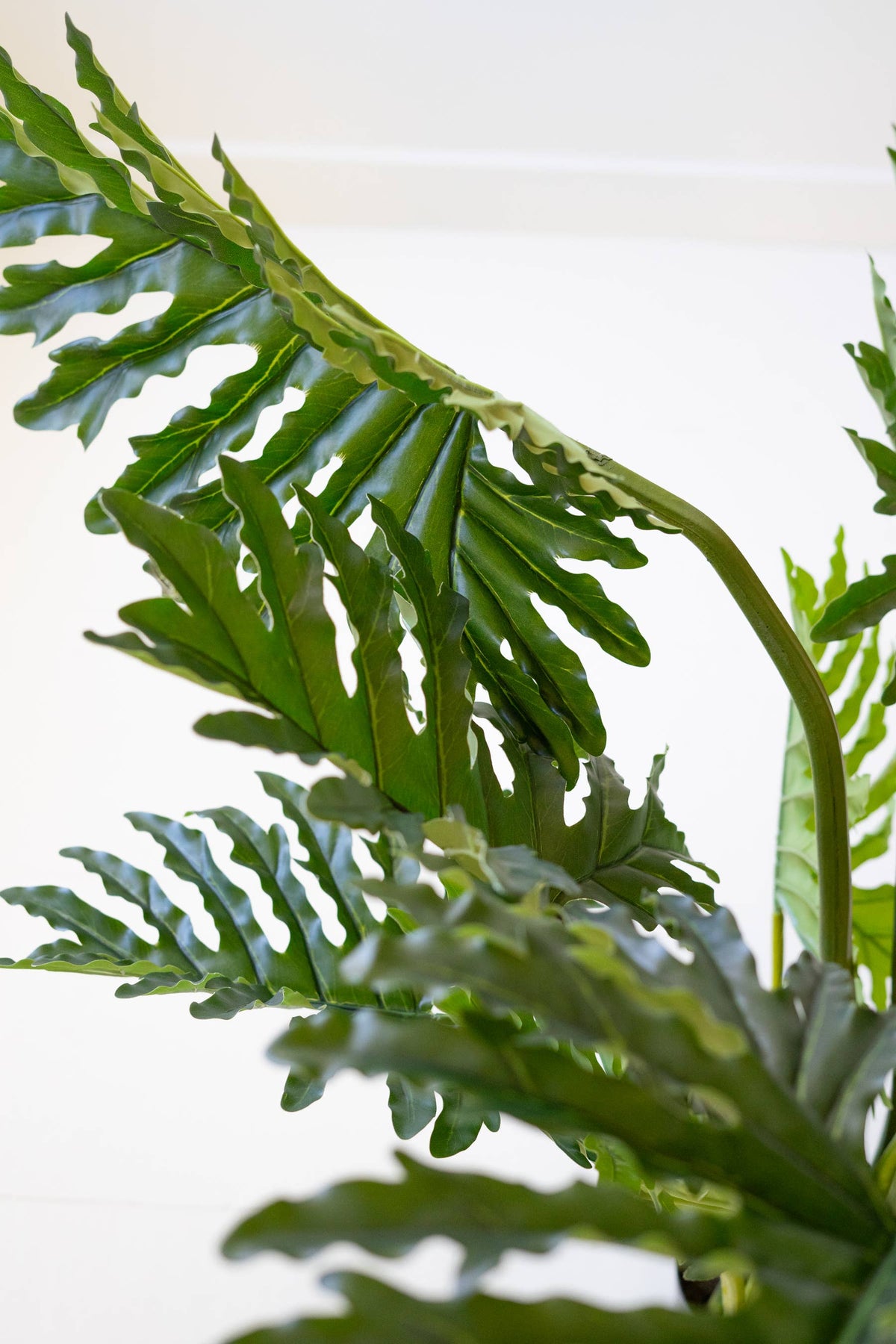 Botanica Split Leaf Philodendron