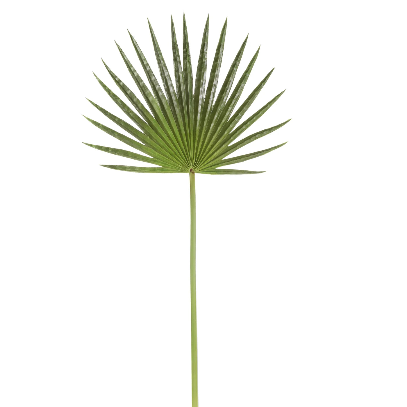 Fan Palm Leaf 32"
