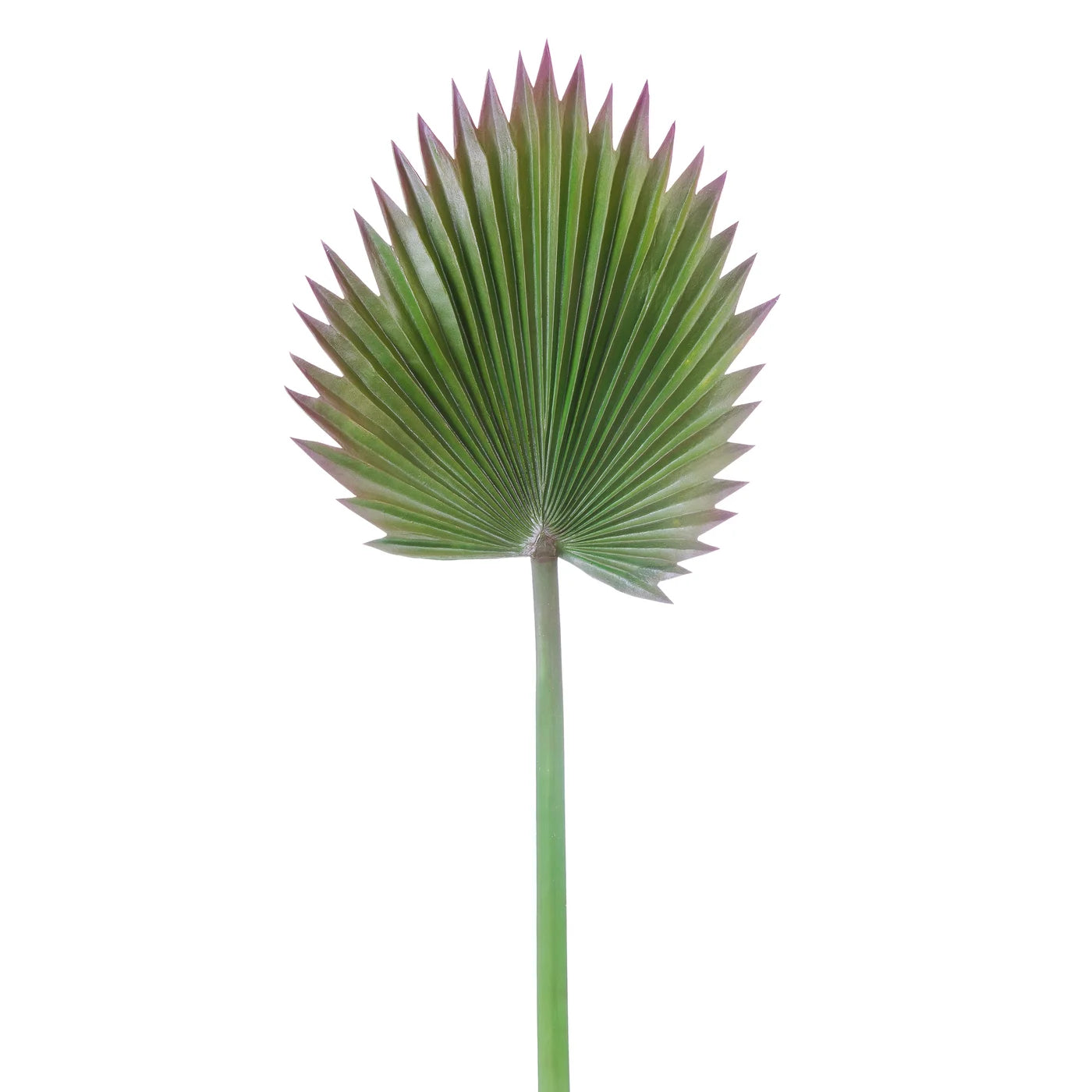 Cut Fan Palm Leaf 34''