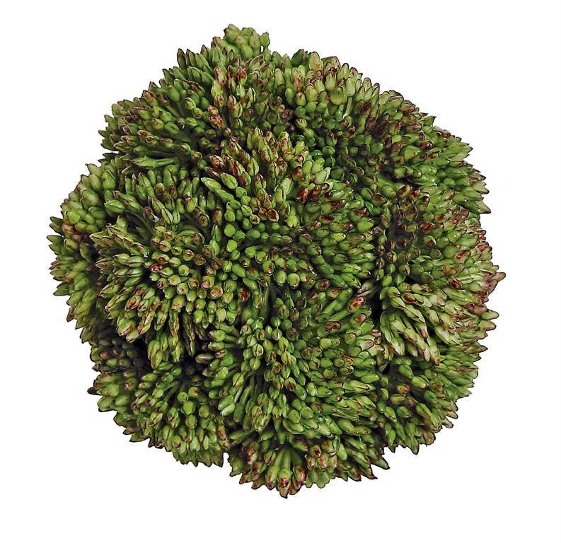 Sedum Orb, 4", Green