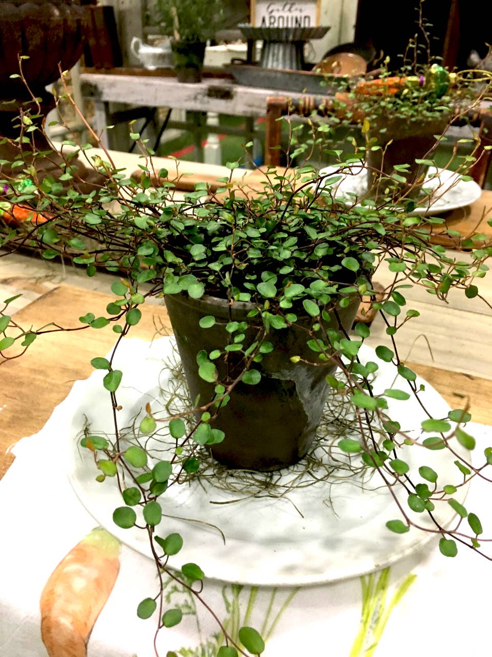 Live Plants- Angel Vine Ring (local pickup only)