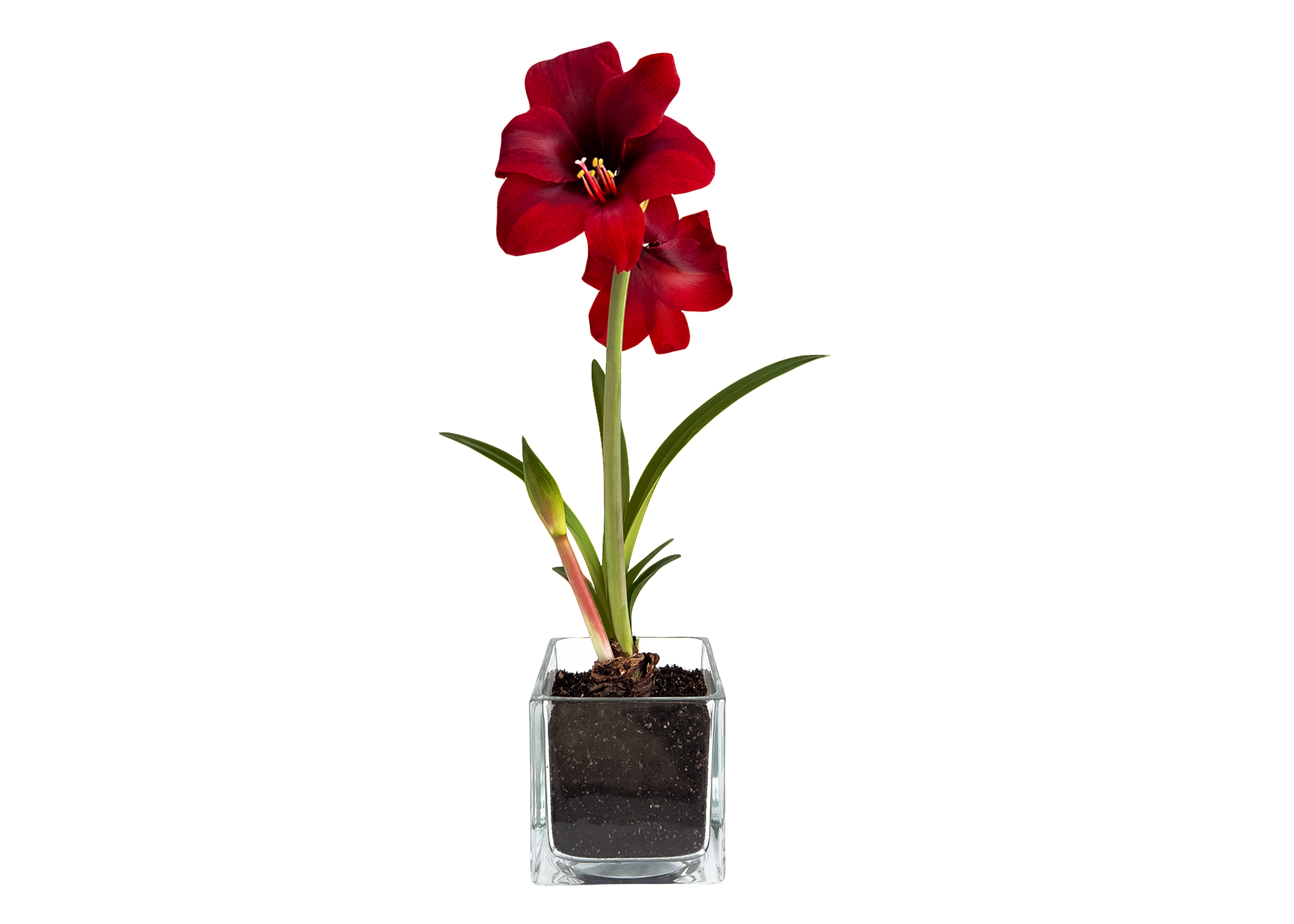 Amaryllis Winter Garden | Christmas Gift idea | Best Seller