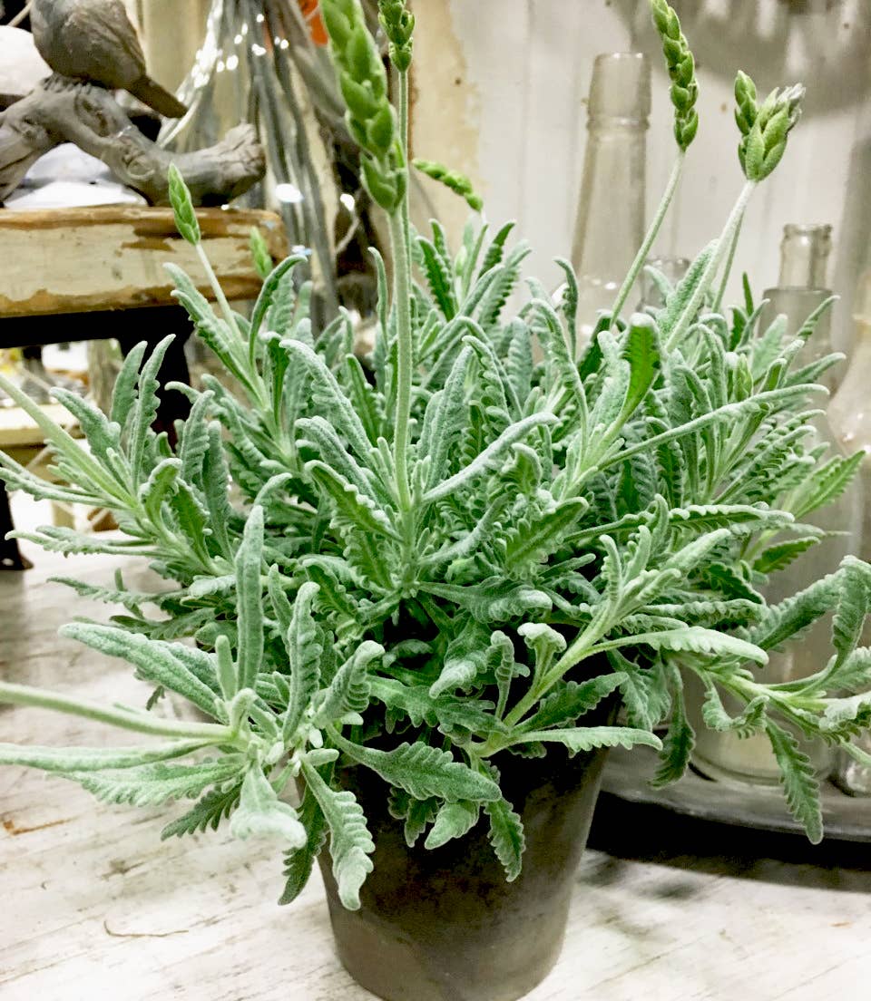 Live Plants- Goodwin Creek Lavender (local pick up)